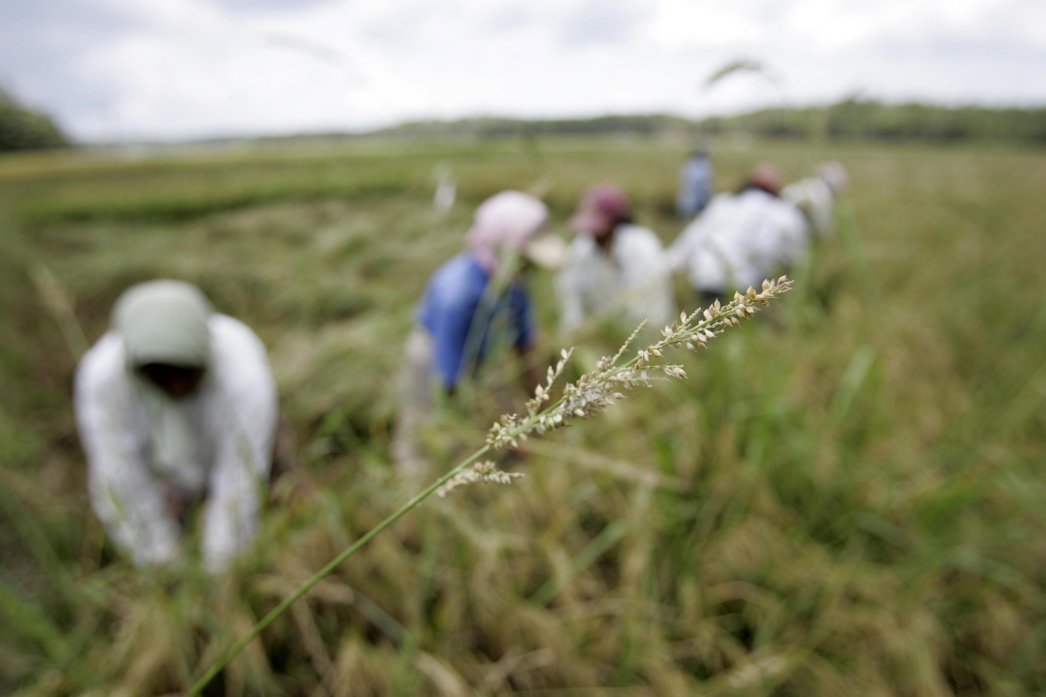 Fao contadini in una risaia