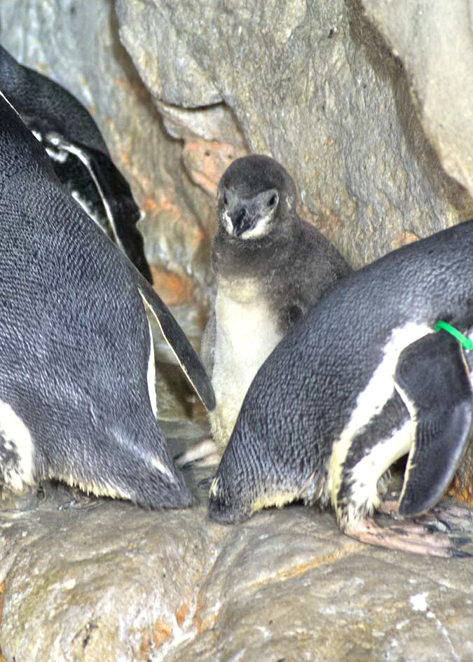 Acquario di Genova Pinguino Magellano