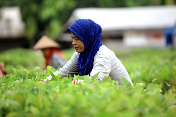 APP INdonesia bracciante