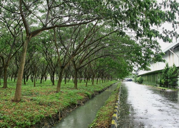 APP Indonesia pintagioni acacia