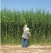 Coltivazione di canapa