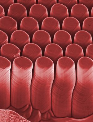 Microcolonnine di nichel