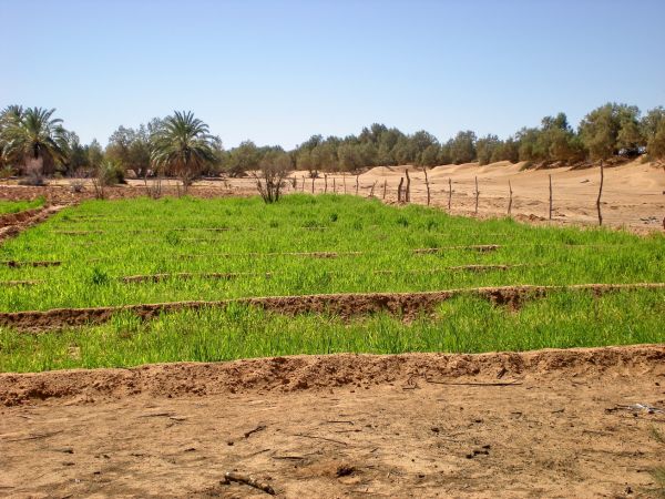 Coltivazione di cereali in un'oasi nel sud della Tunisia