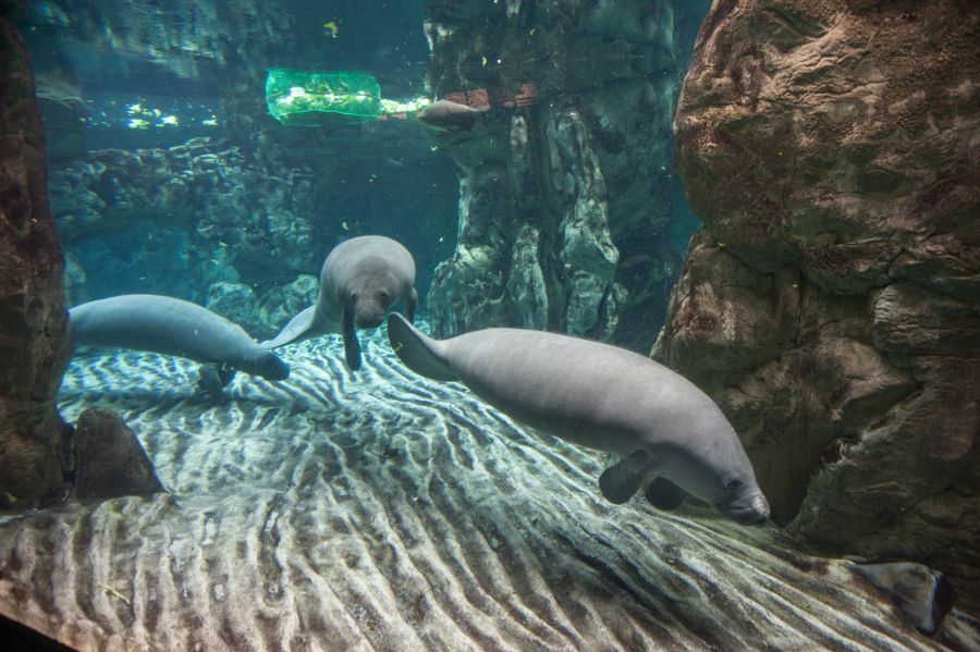 Lamantino Acquario di Genova - Protectaweb