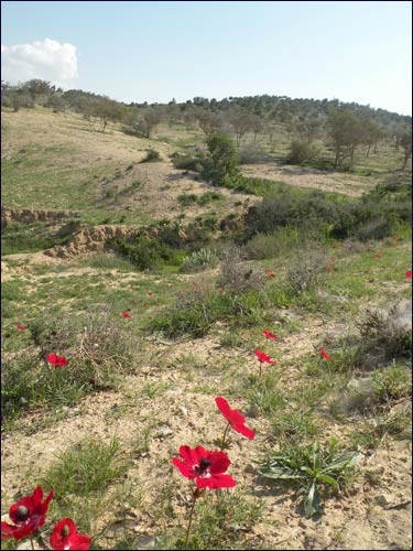Round Beersheva Trail