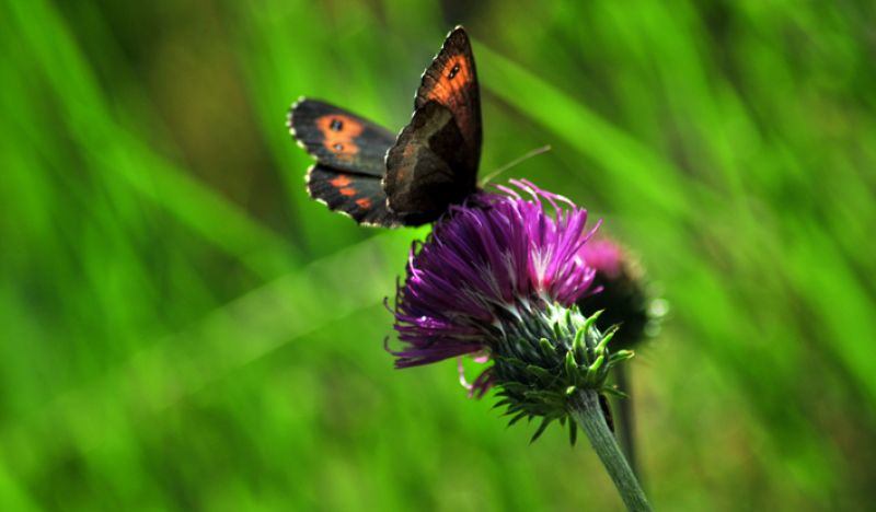 Giardino botanico Paradisia - Protectaweb