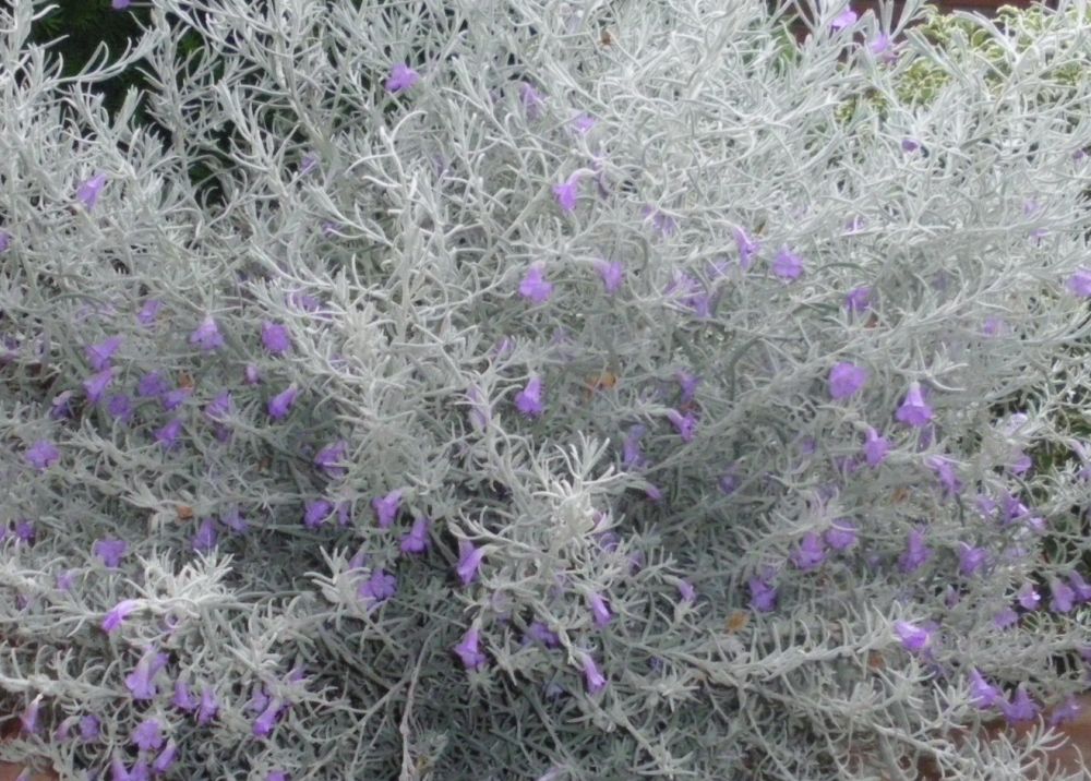 Fiori - Protectaweb