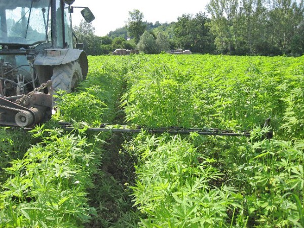 Coltivazione di canapa per bioedilizia