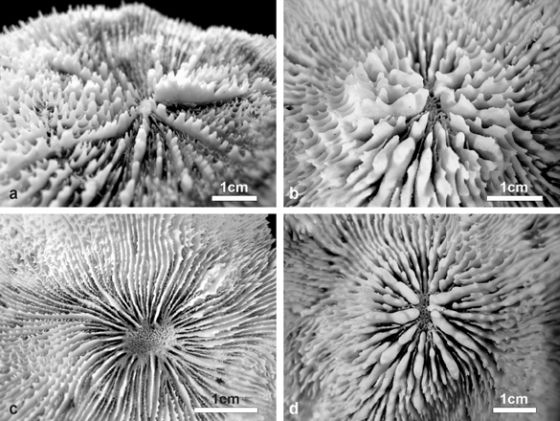 Corallo Echinophyllia tarae. [fonte: Universià di Milano Bicocca]