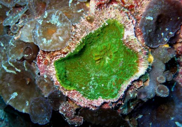 Corallo Echinophyllia tarae. [fonte: Universià di Milano Bicocca]