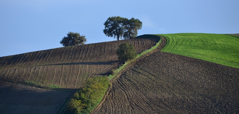 Consorzio Marche Biologiche