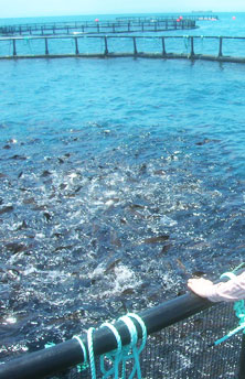 Acquacoltura