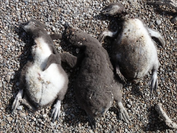 Pinguini di Magellano