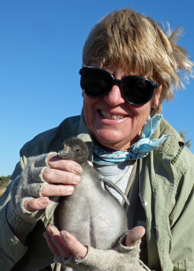 Pinguini di Magellano