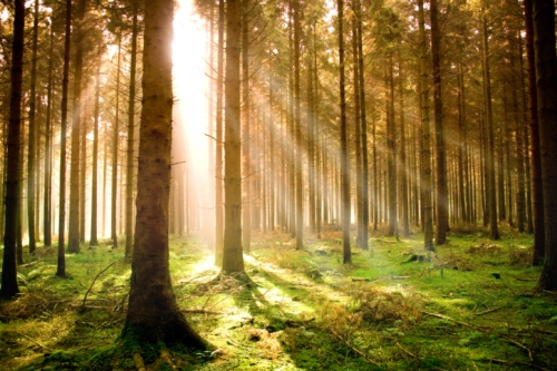 Foresta