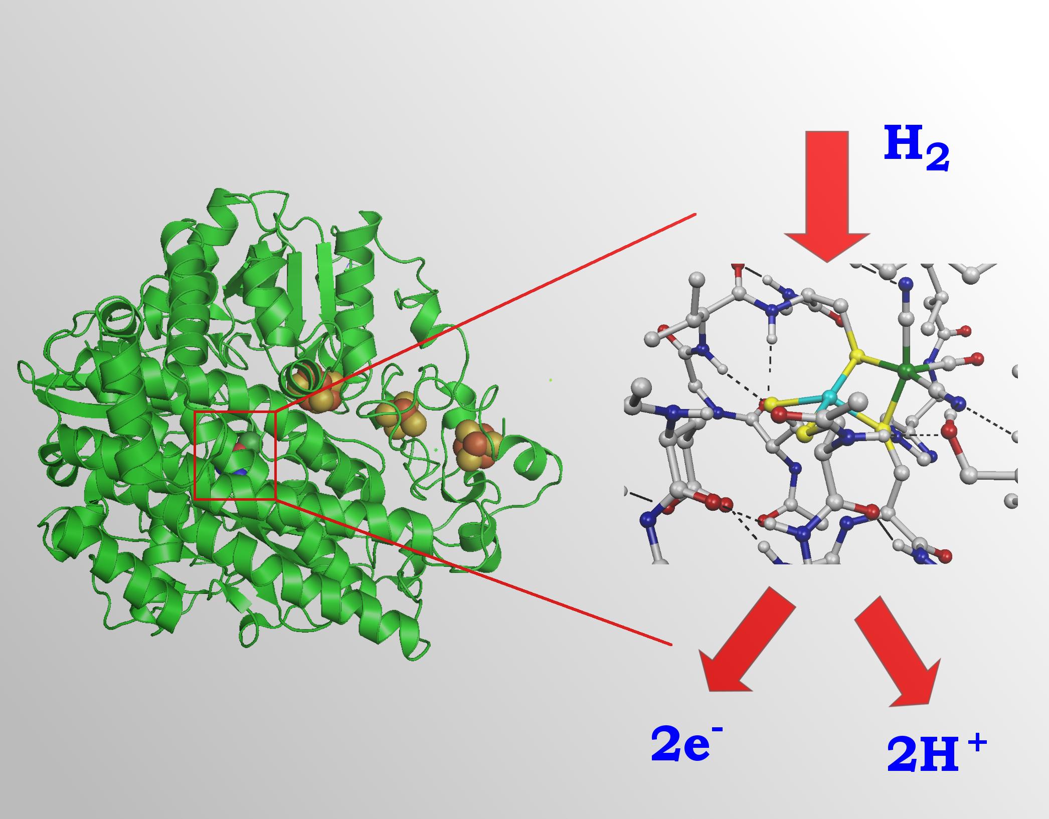 Idrogenasi, Università Milano Bicocca