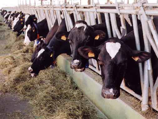 Allevamento intensivo di bovini