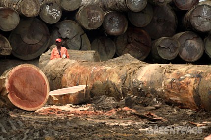 Deforestazione Congo