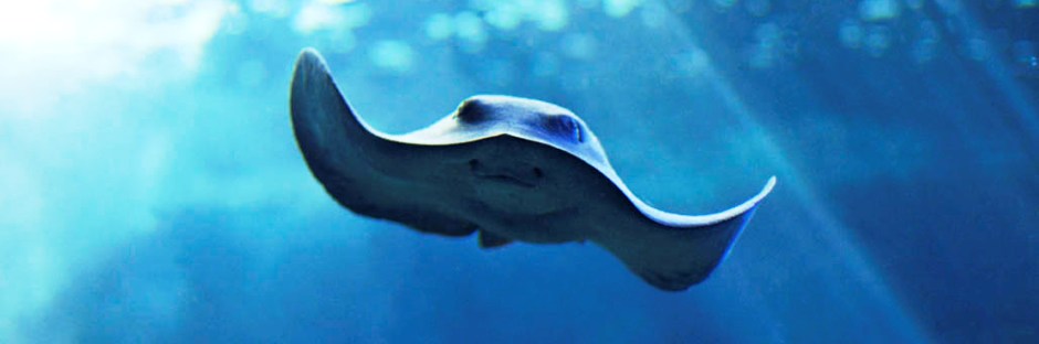 Acquario di Cala Gonone