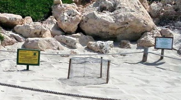 Lampedusa tartarughe