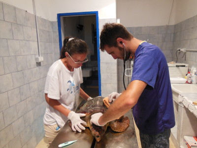 Volontari tartarughe Linosa