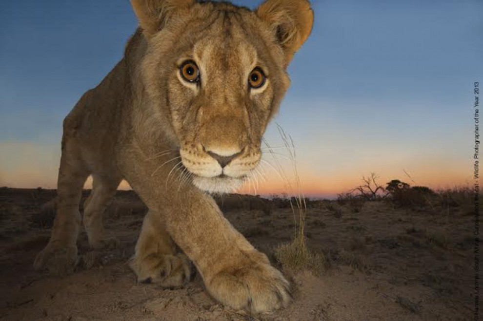 Wildlife Photographer of the Year