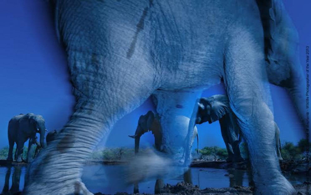 ildlife Photographer of the Year