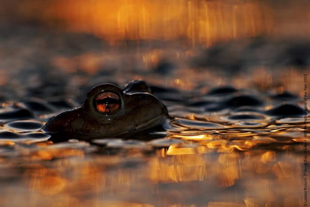 Wildlife Photographer of the Year