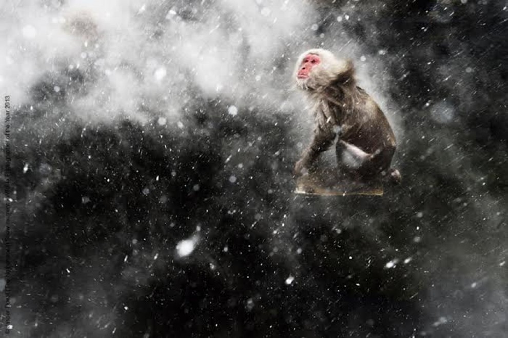 Wildlife Photographer of the Year