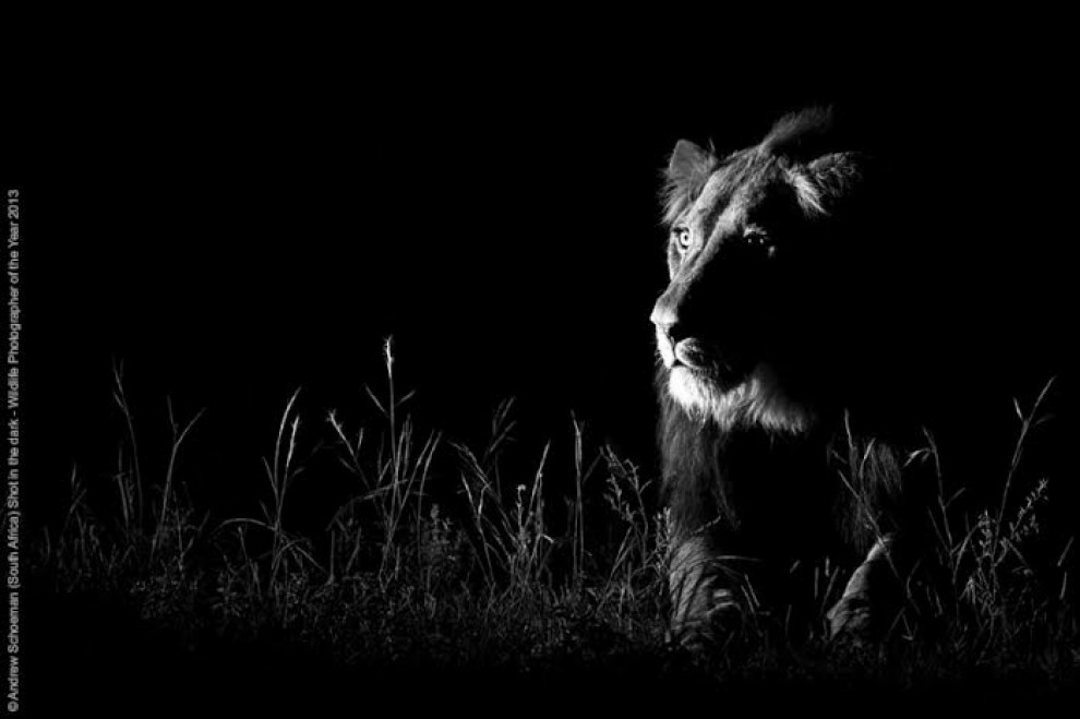 ildlife Photographer of the Year