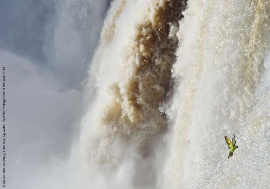ildlife Photographer of the Year