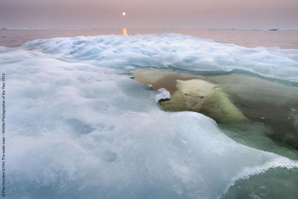 Wildlife Photographer of the Year