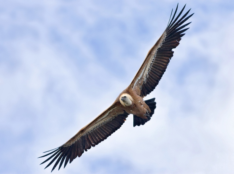 Photo: Parco Naturale Regionale del Beigua