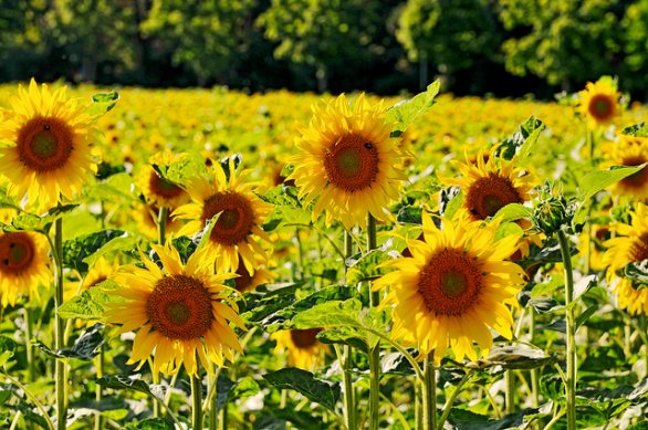 girasoli