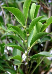 Rinorea nocciolifera